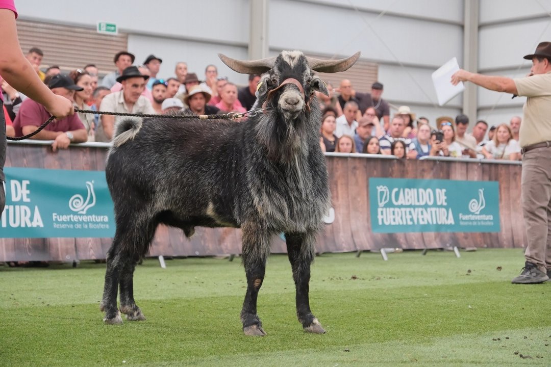 Morisco negro en la Subasta de Machos de Feaga 2024.