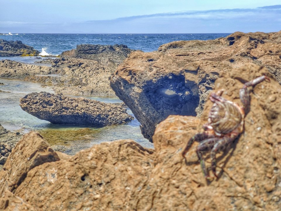 Cangrejo en el litoral de Fuerteventura. Imagen de Archivo (3) -