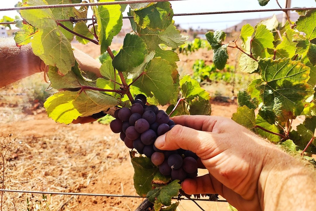 Cultivo de vid en Tetir, Fuerteventura (Archivo FD).