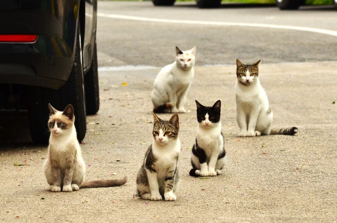 Colonias urbanas de gatos (Imagen de pxhere).