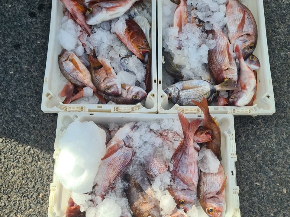 El pescado decomisado por la Guardia Civil en Morro Jable.