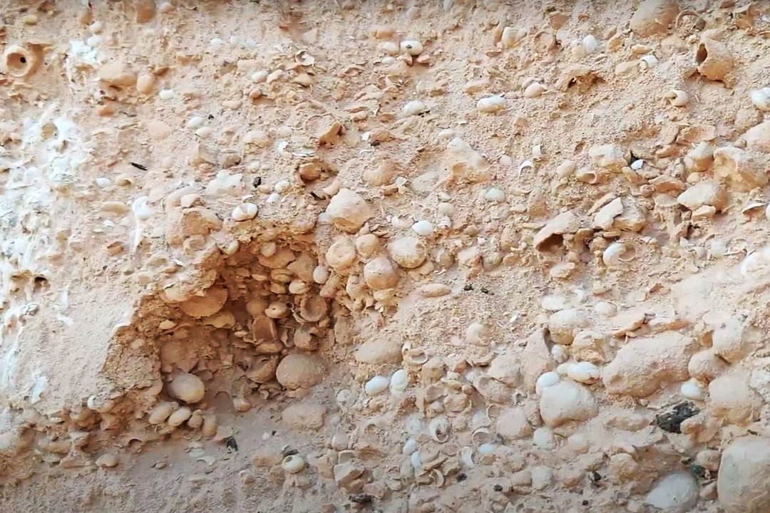 Restos paleontológicos en el Barranco Encantado, en Lajares (©Fuerteventura Digital).