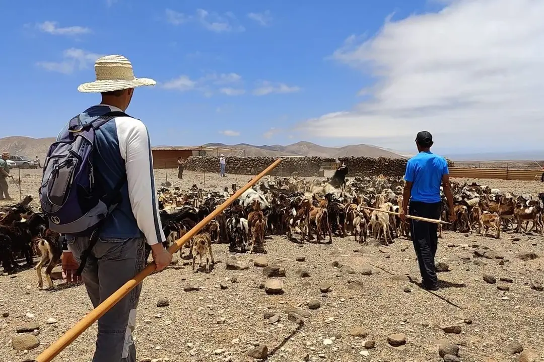 Apañada en Betancuria | ©Fuerteventura Digital