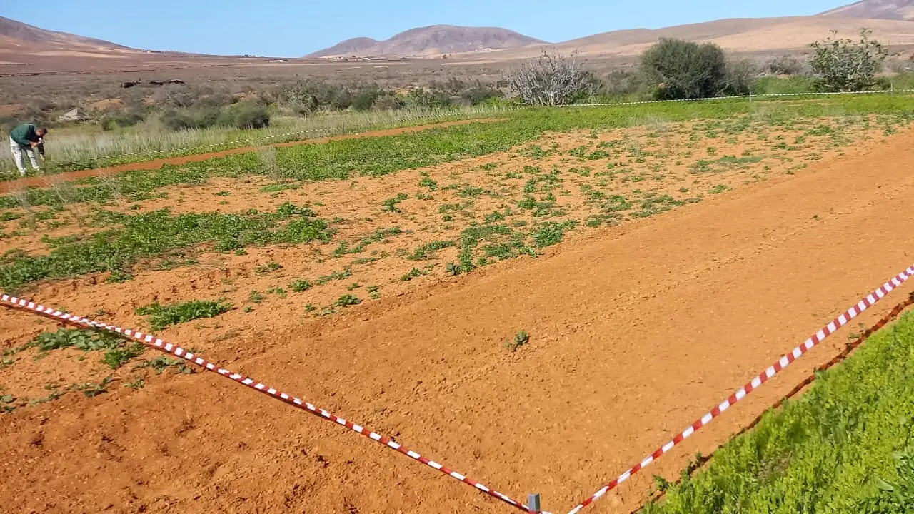 Plantación de  centeno para artesanía tradicional.