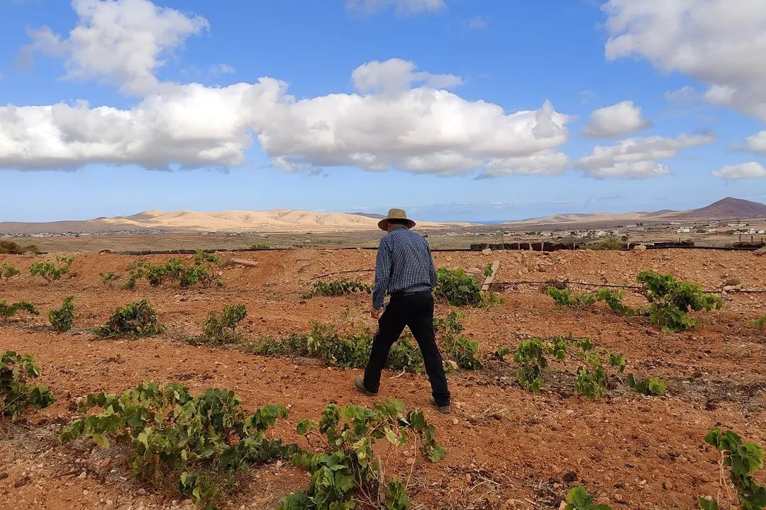 Cultivo de vid en Fuerteventura |   2023, ©Fuerteventura Digital