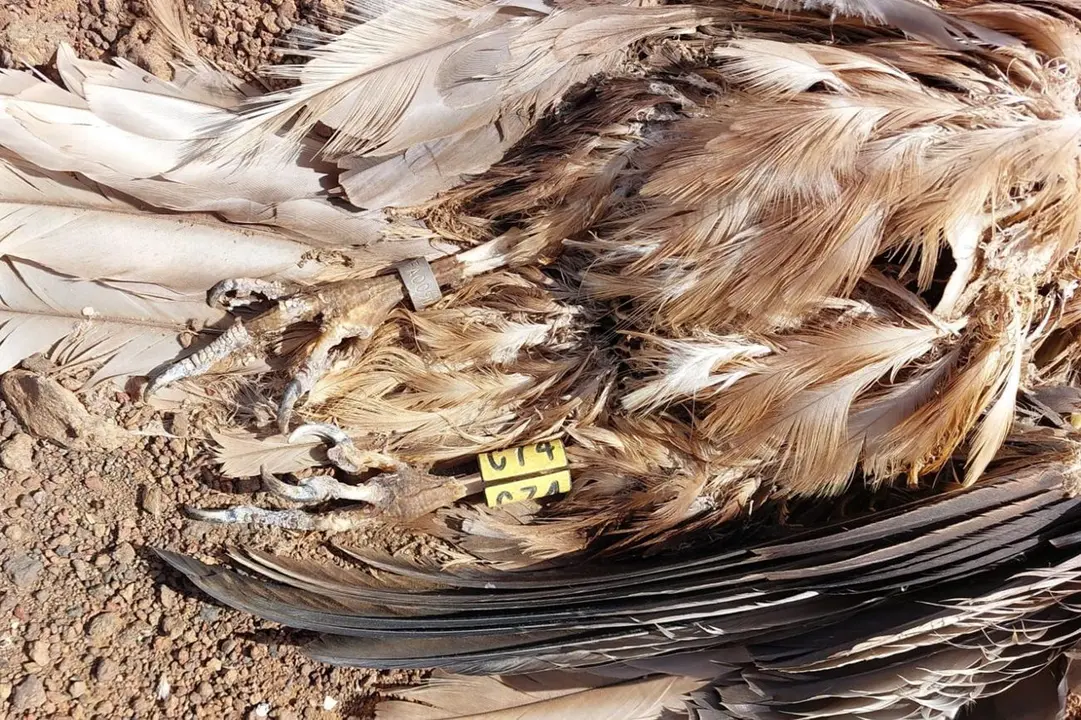 Colisión de aves protegidas con tendido eléctrico