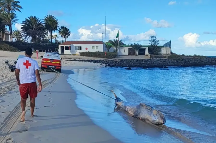 Zifio varado en las Grandes Playas de Corralejo.