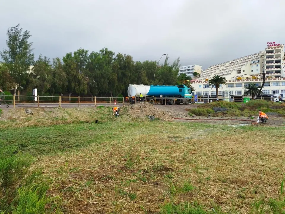 Prueba piloto para controlar por inundación el carrizo del Saladar de Jandía.