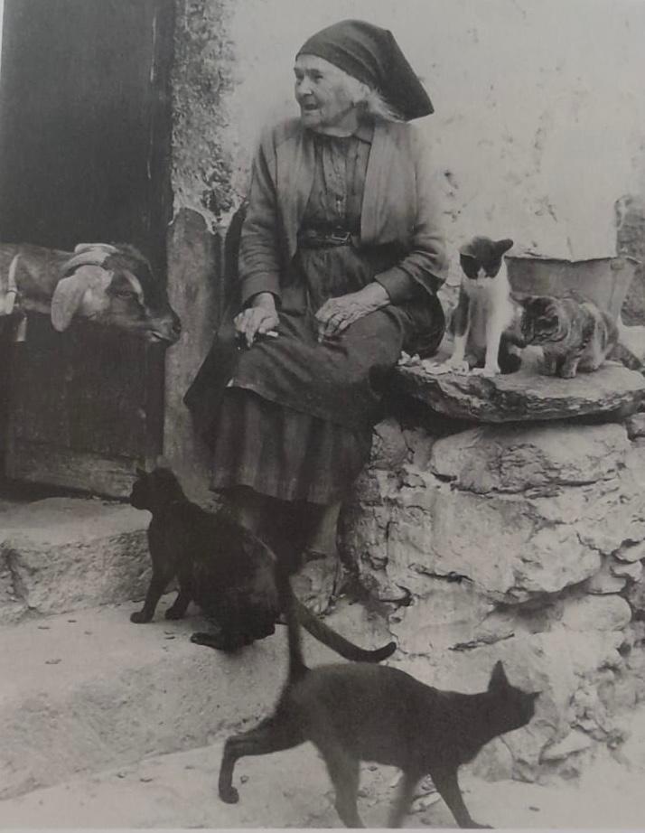 Los gatos han acompañado al ser humano desde tiempos inmemoriales (Imagen cedida por Octavio Pérez Luzardo).