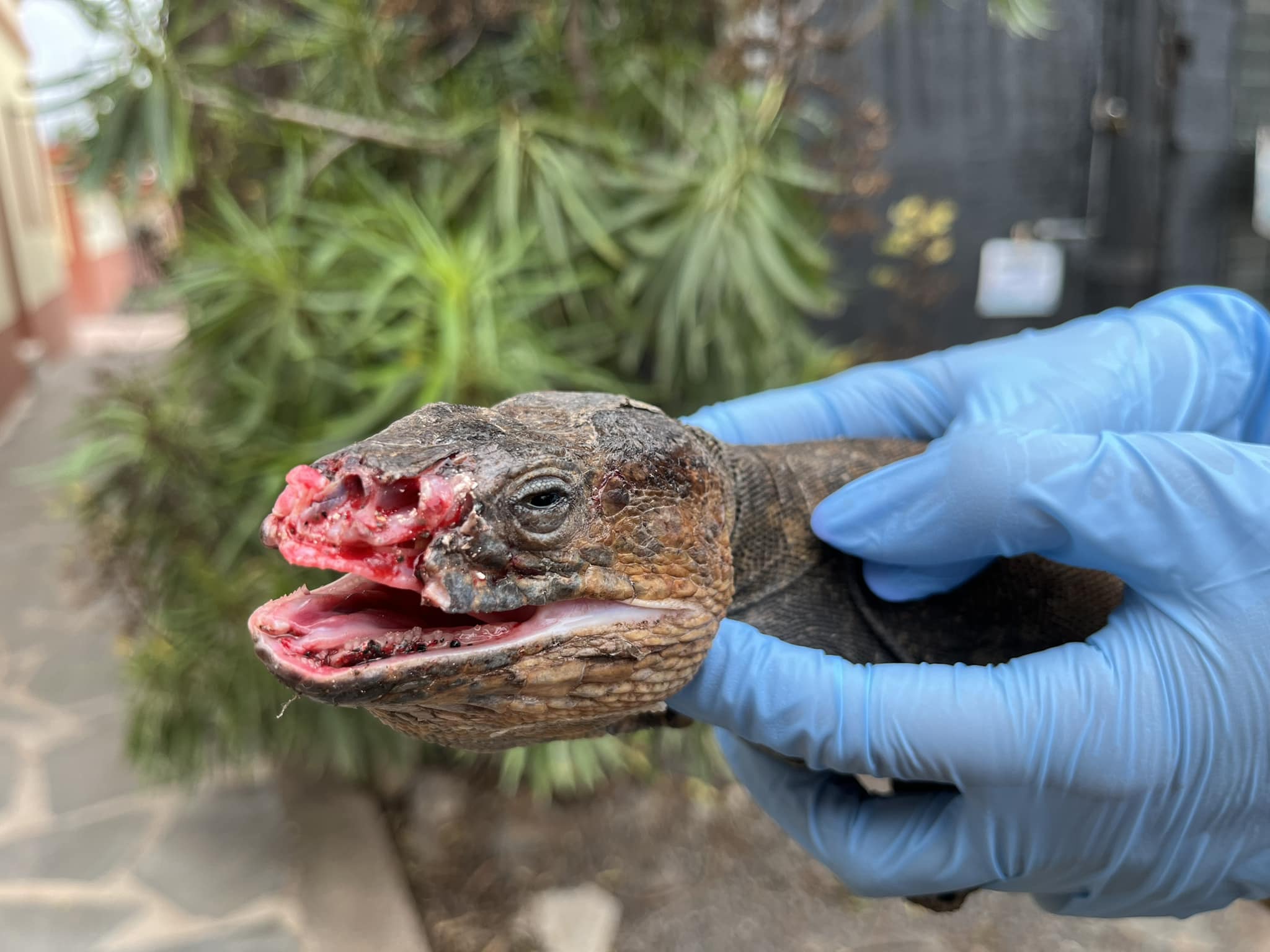 Lagarto dañado por un gato (Iimagen difundida por el Centro de Recuperación de Fauna Silvestre de Tafira, en Gran Canaria, a través de su director, Pascual Calabuig).