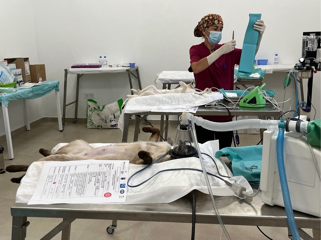 Cirugía de esterilización de gatos, coordinada desde la ULPGC.